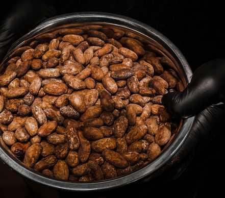 Cocoa Nibs